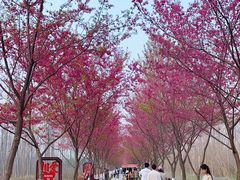 -合肥滨湖国家森林公园