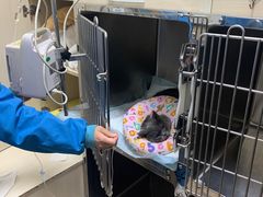 -菲丽丝宠物医院·24小时·猫科中心·免疫点(淮海分院)