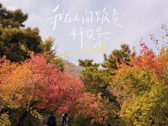 -香山公园