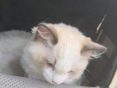 -艾贝尔宠物诊疗