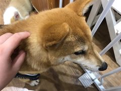 柴犬-喵屋coffee