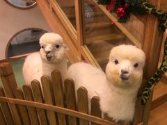 -藦茜花园宠物主题亲子互动体验馆(国顺东路店)