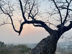 -百香林西点(西安门店)