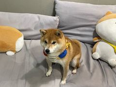 -柴迷FANS CLUB·柴犬狗咖·猫咖