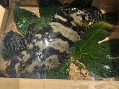 -ONE FULL 古董港式海鲜火锅