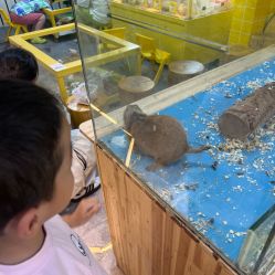 -神奇动物撸宠馆·羊驼·小浣熊·异宠(豫园店)