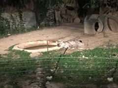 -清迈夜间动物园