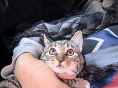 -爱佳宠物中心医院24H·CT·骨外科·猫专科(瑶海万达店)