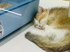 -babydoll猫舍·米努特·德文·缅因(久光中心店)