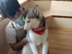 -Husky Go! 哈士奇体验馆·宠物咖啡厅狗咖