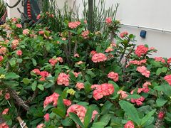 -石家庄市植物园