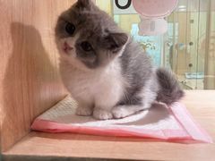 -BABIT巴比特宠物(MOMOPARK店)