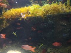 -太平洋海底世界