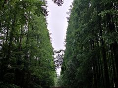 -东平国家森林公园
