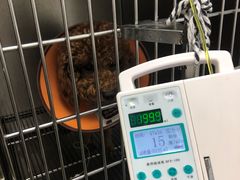 -安安宠医·安宠宠物医院