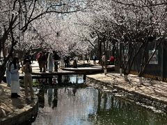 -春风习习