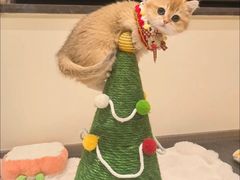 -猫十亿·布偶金渐层·曼基康矮脚猫舍(青年路店)