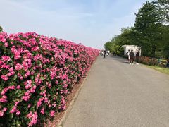 -上海滨江森林公园