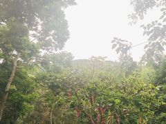 -西双版纳原始森林公园
