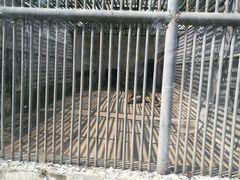 景点&nbsp;肉食动物园-祥源·阜阳生态乐园