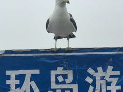 -海驴岛(荣成市)
