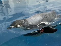 -太平洋海底世界