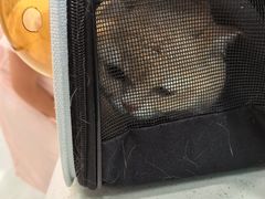 -安安宠医宠物医院·异宠·犬猫内科(岳阳分院)