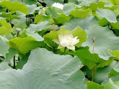 -嘉定紫藤园