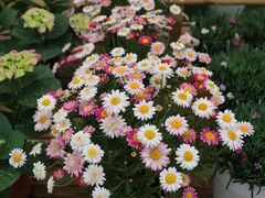 -三圣花乡旅游区