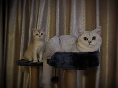 -欣宠猫屋·矮脚拿破仑·蓝金金渐层