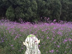 -中国香山·寿香谷
