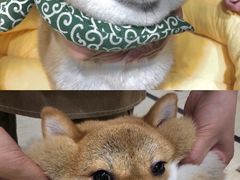 -逗柴咖啡屋·狗咖猫咖宠物桌游