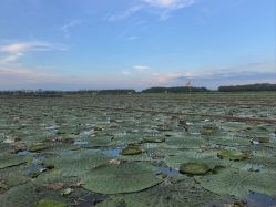 -水八仙生态园
