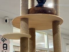 -楼上猫咖(罗湖店)
