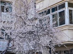 -桃花堤公园
