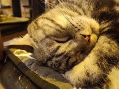 -平行世界·猫咖(首经贸店)