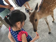 -鹿境梅花鹿生态园区