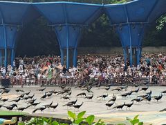 -西双版纳原始森林公园