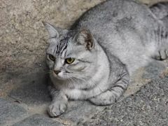 -猫岛主趣味餐厅(鼓浪屿店)