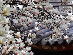-龙华寺