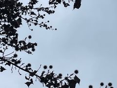 -南京老山国家森林公园