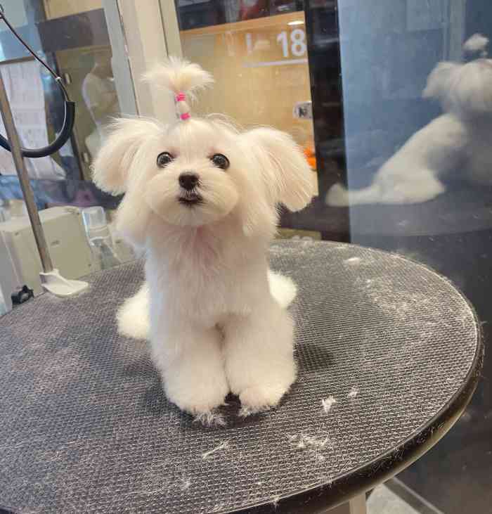 爱派宠物(珠江新城店)-"【项目】洗澡服务质量: 服务挺到位的,.