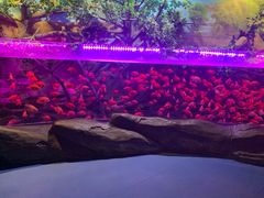-梦幻海洋王国(吾悦广场张家港店)