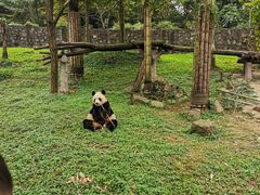 -都江堰中华大熊猫苑