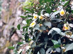 -十八棵（老龙井）御茶园(老龙井店)