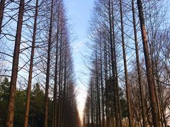 -昆山城市生态森林公园