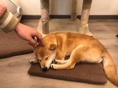 -浣熊柯尔鸭土拨鼠·电玩咖