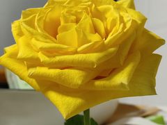-FEI FEI FLOWER鲜花店·气球派对·宝宝宴布置(虹口德必运动Loft店)