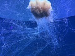 -欢乐海岸海洋奇梦馆