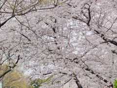 -嘉定紫藤园